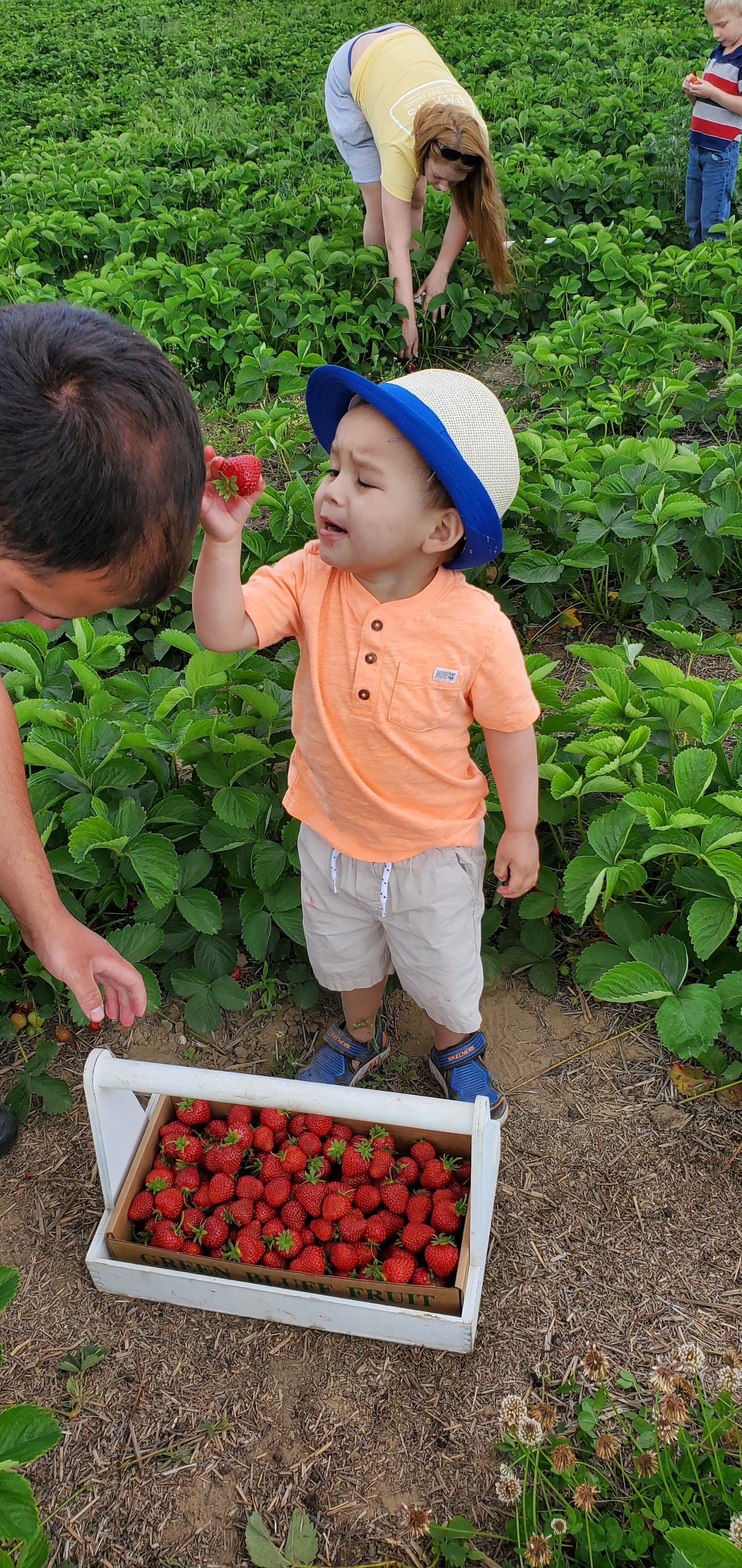 Photo of Strawberry Fields Forever