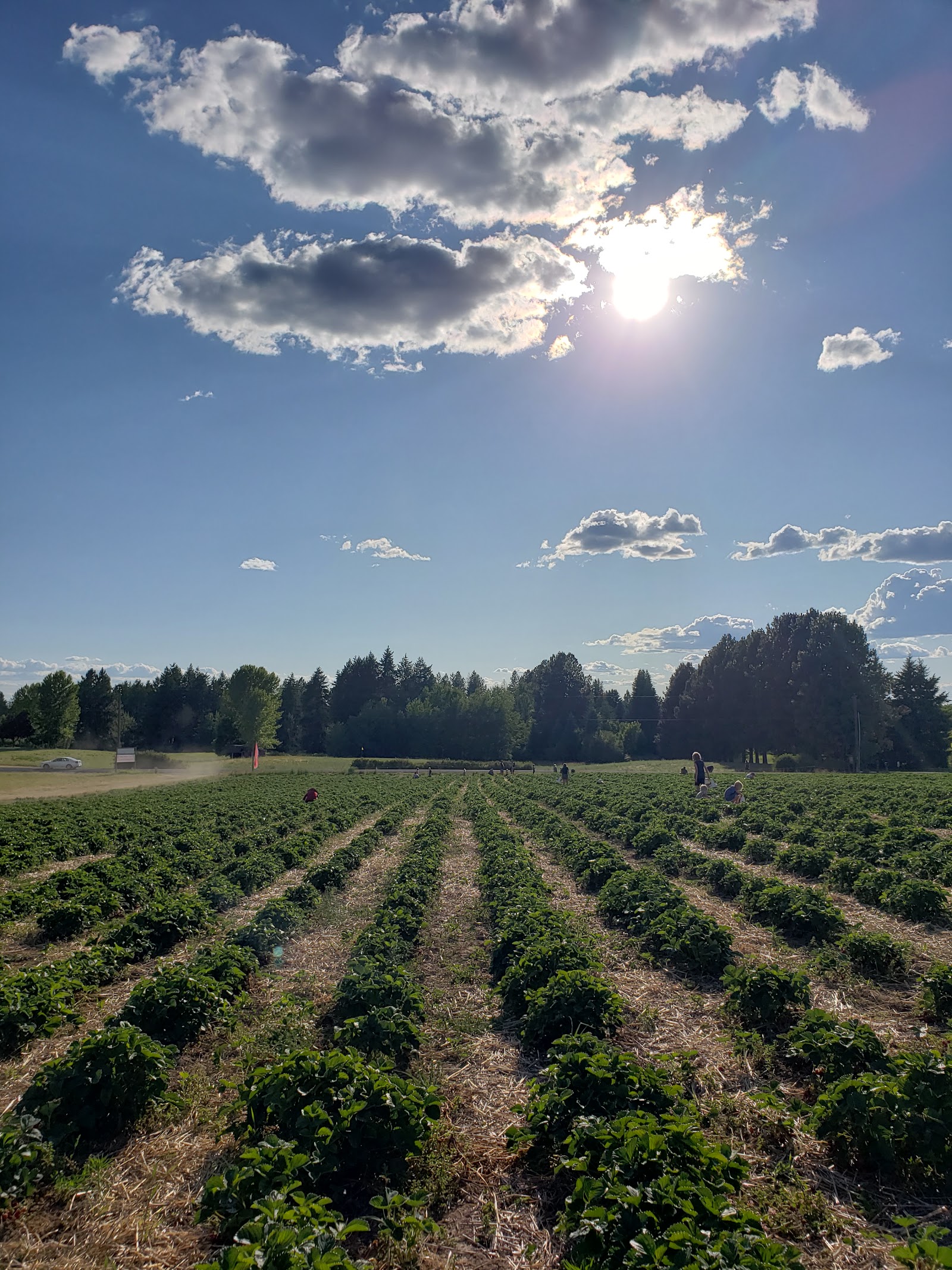 Photo of Strawberry Fields Forever