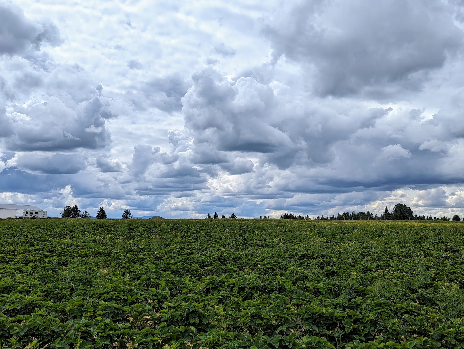 Photo of Strawberry Fields Forever