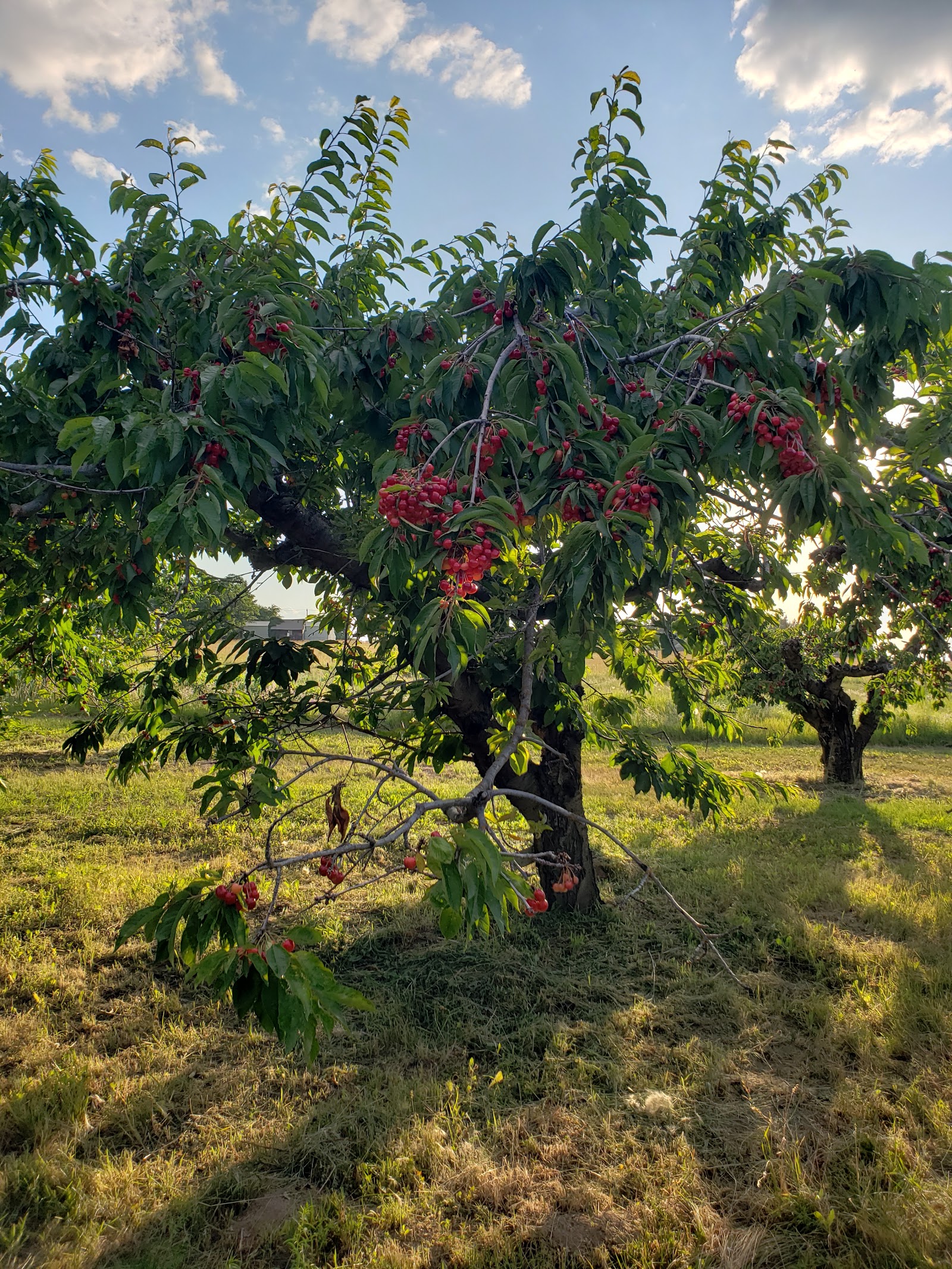 Photo of Smith's Hilltop Orchard