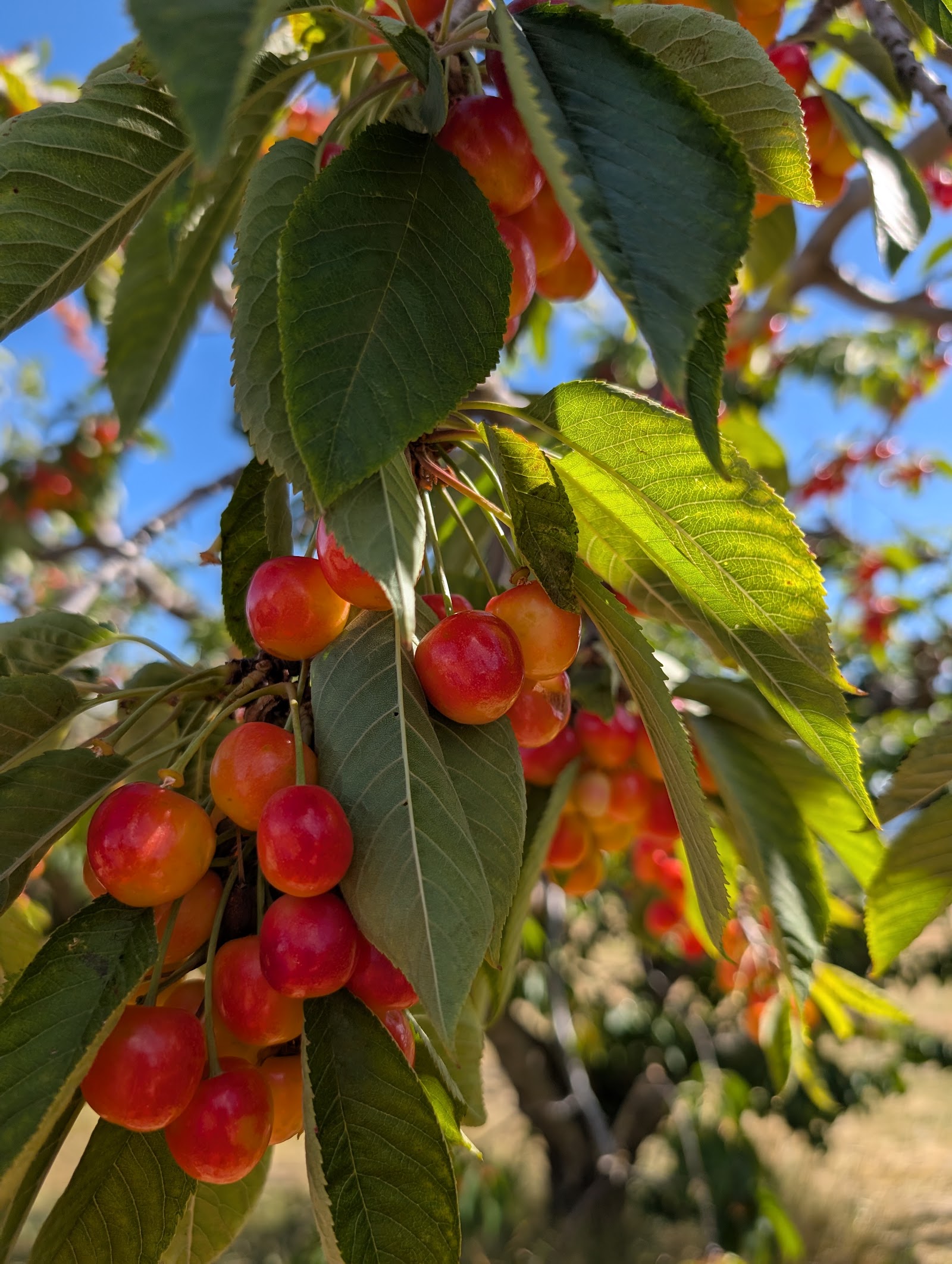 Photo of Smith's Hilltop Orchard