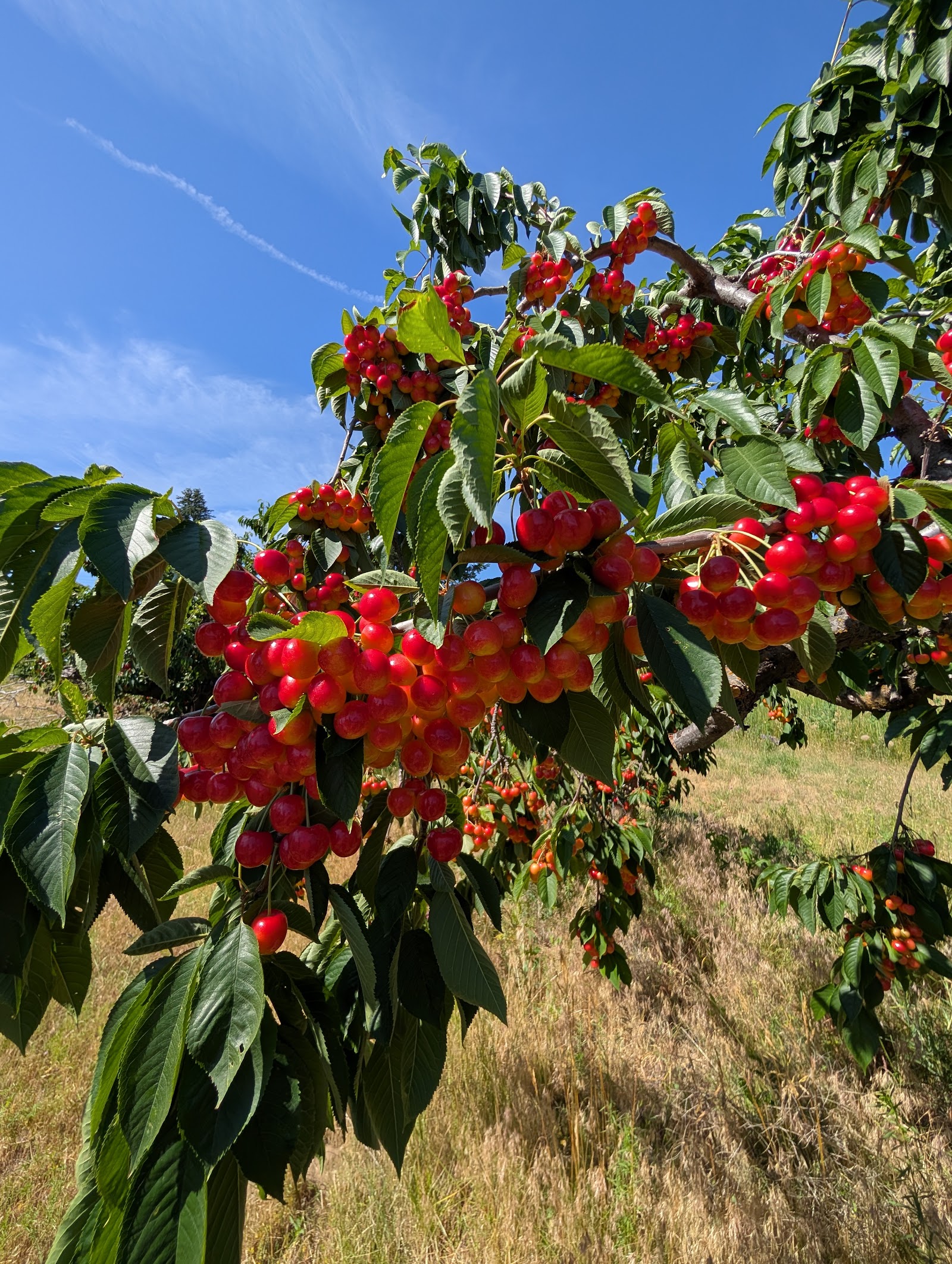 Photo of Smith's Hilltop Orchard