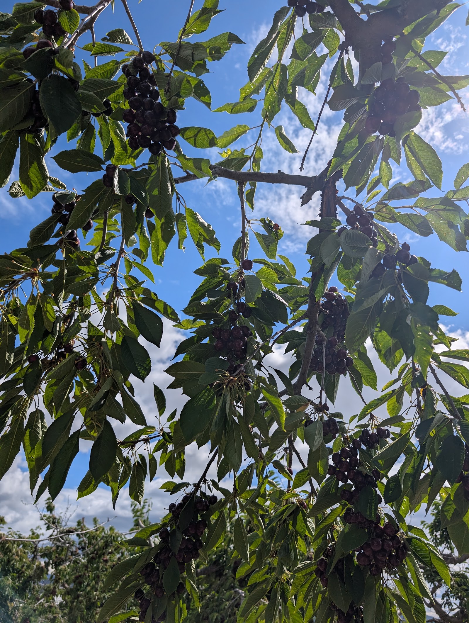 Photo of Smith's Hilltop Orchard