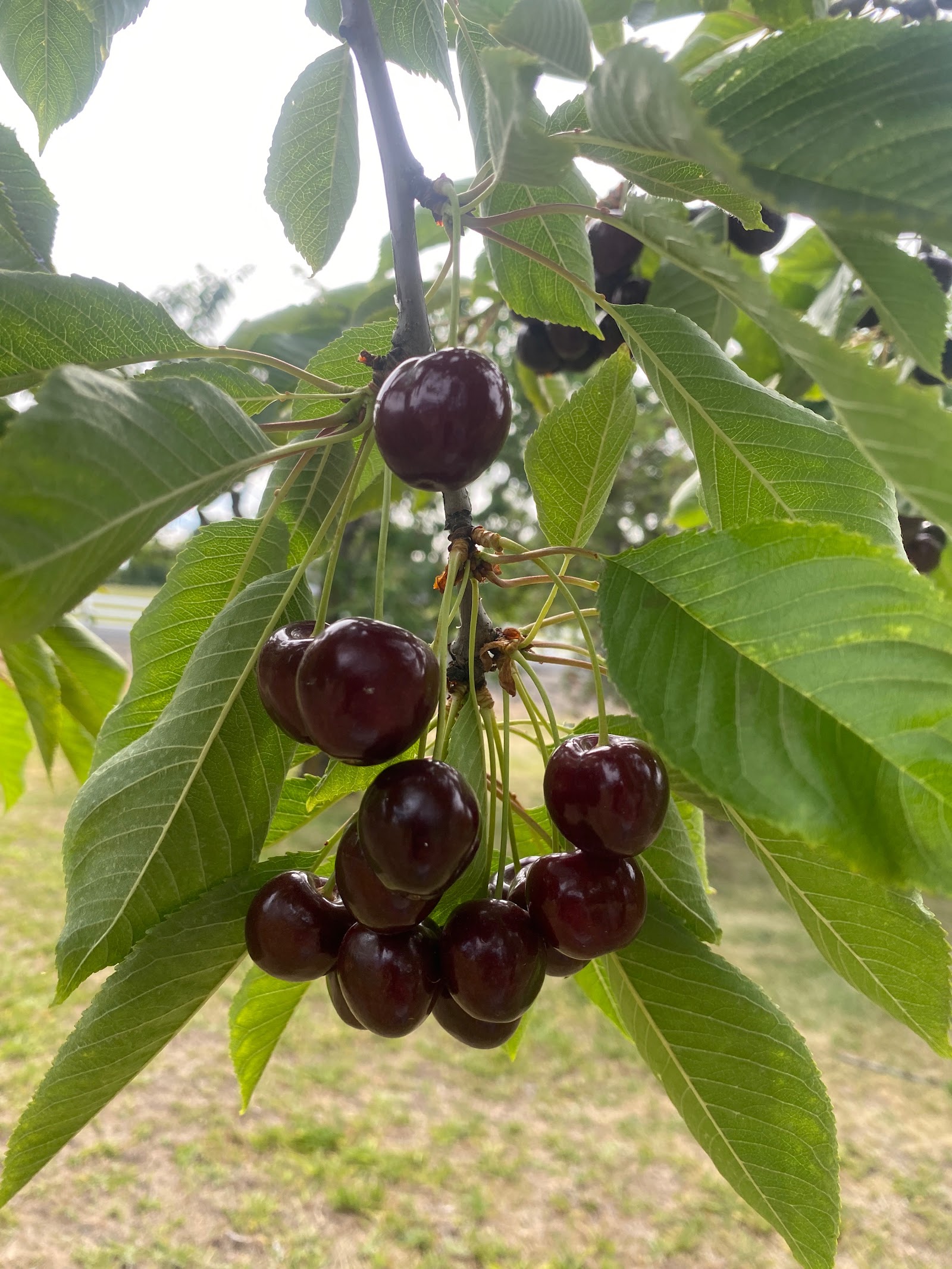 Photo of Nadair Orchard