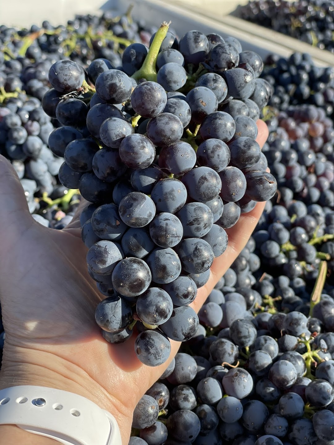 Photo of Spruce Hill Winery