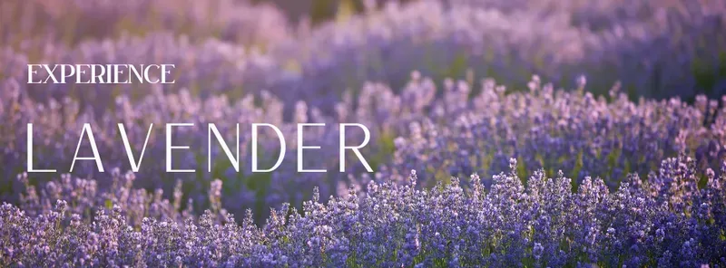 The Lavender Farm and Flower Market