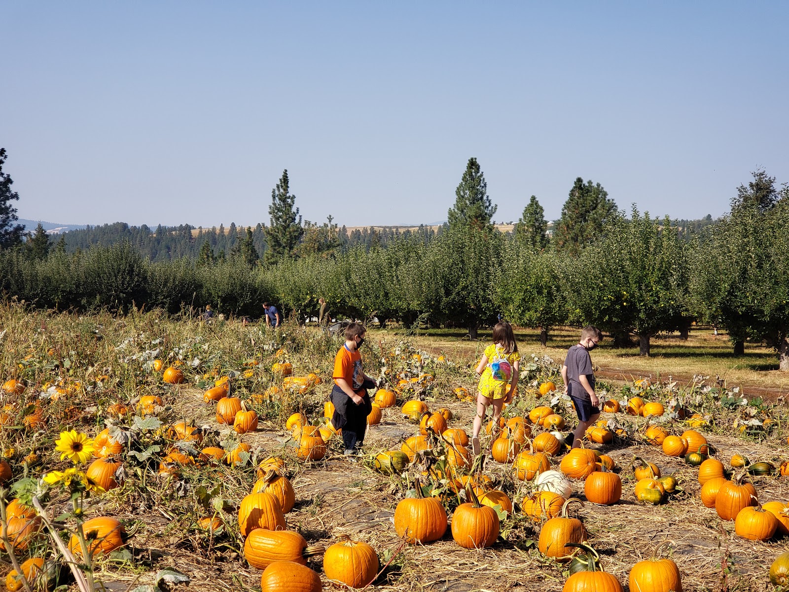 Photo of Walters' Fruit Ranch