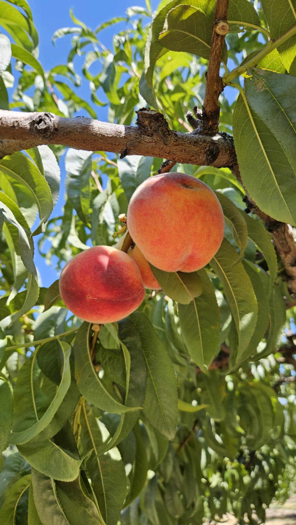 Photo of Walters' Fruit Ranch