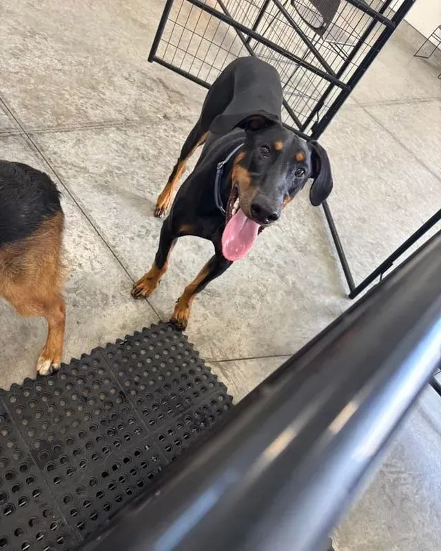 The Barking Lot