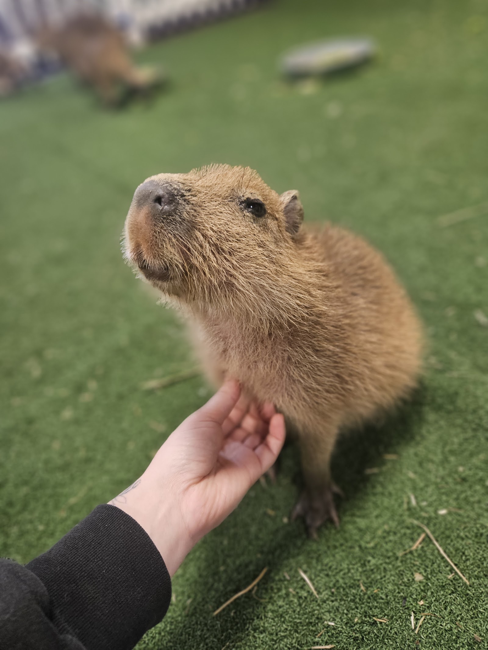 Photo of Wild Haven Animal Experience