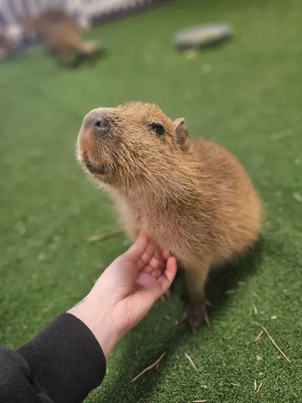 Wild Haven Animal Experience