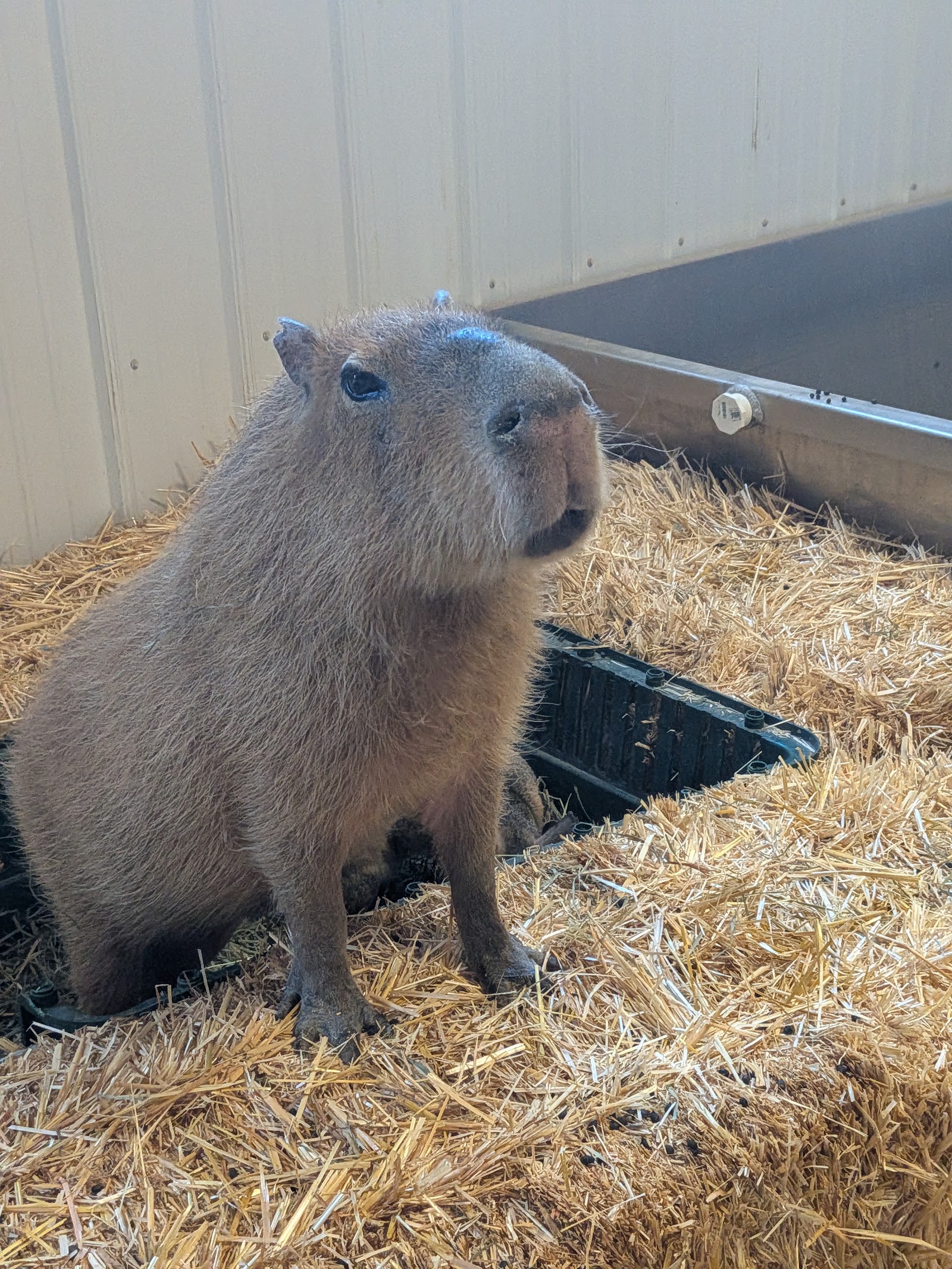 Photo of Wild Haven Animal Experience