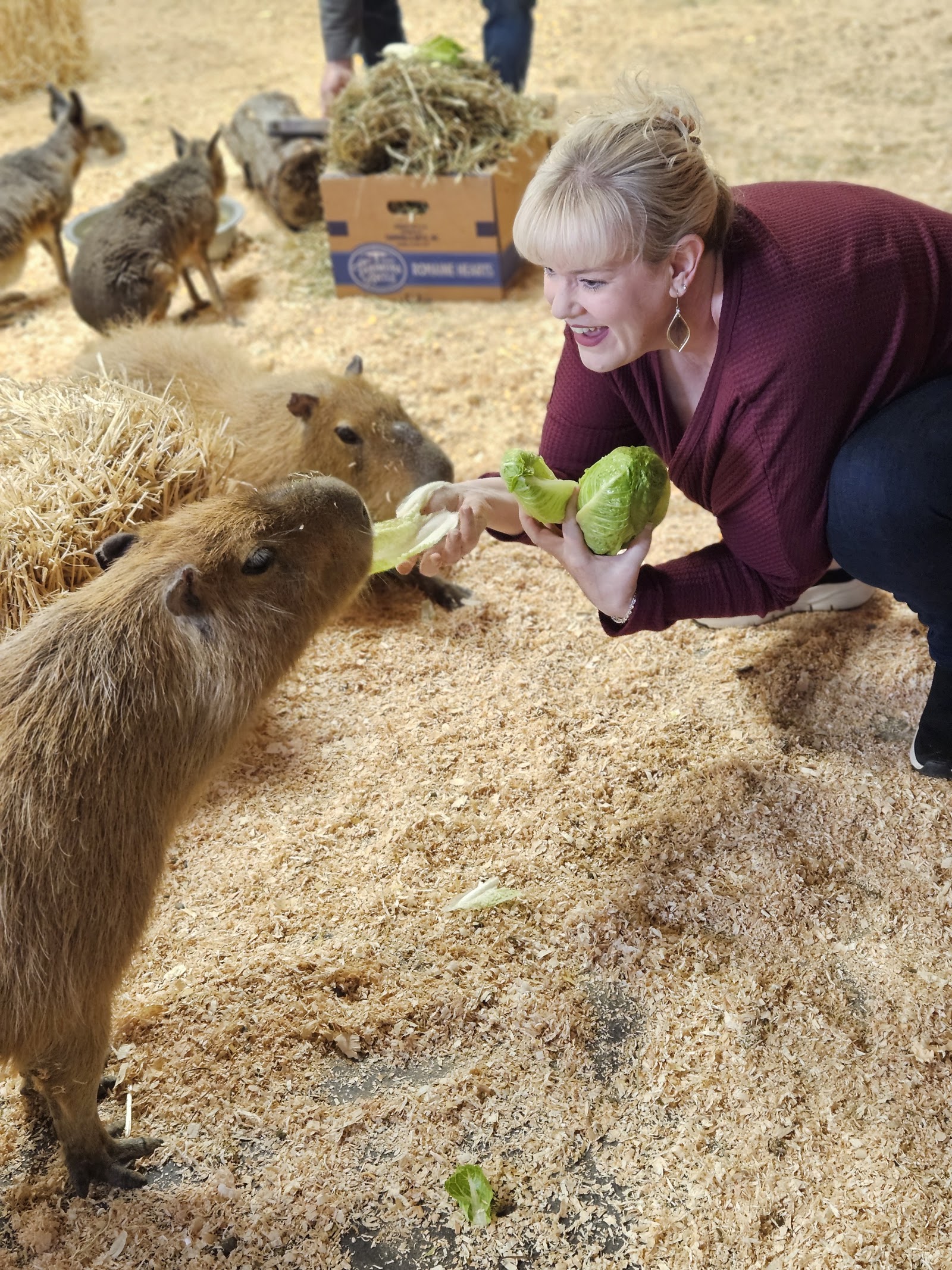 Photo of Wild Haven Animal Experience