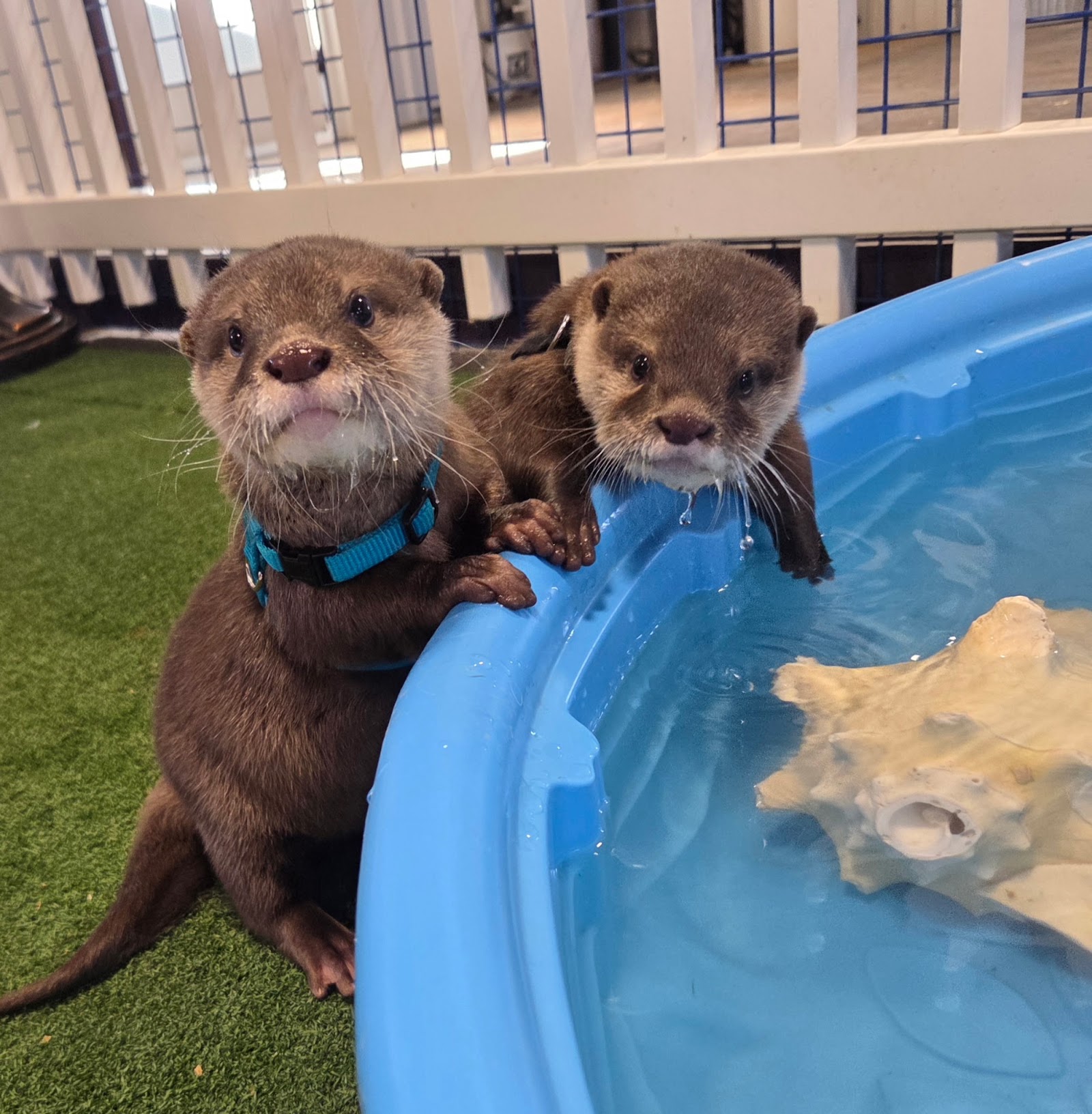 Photo of Wild Haven Animal Experience