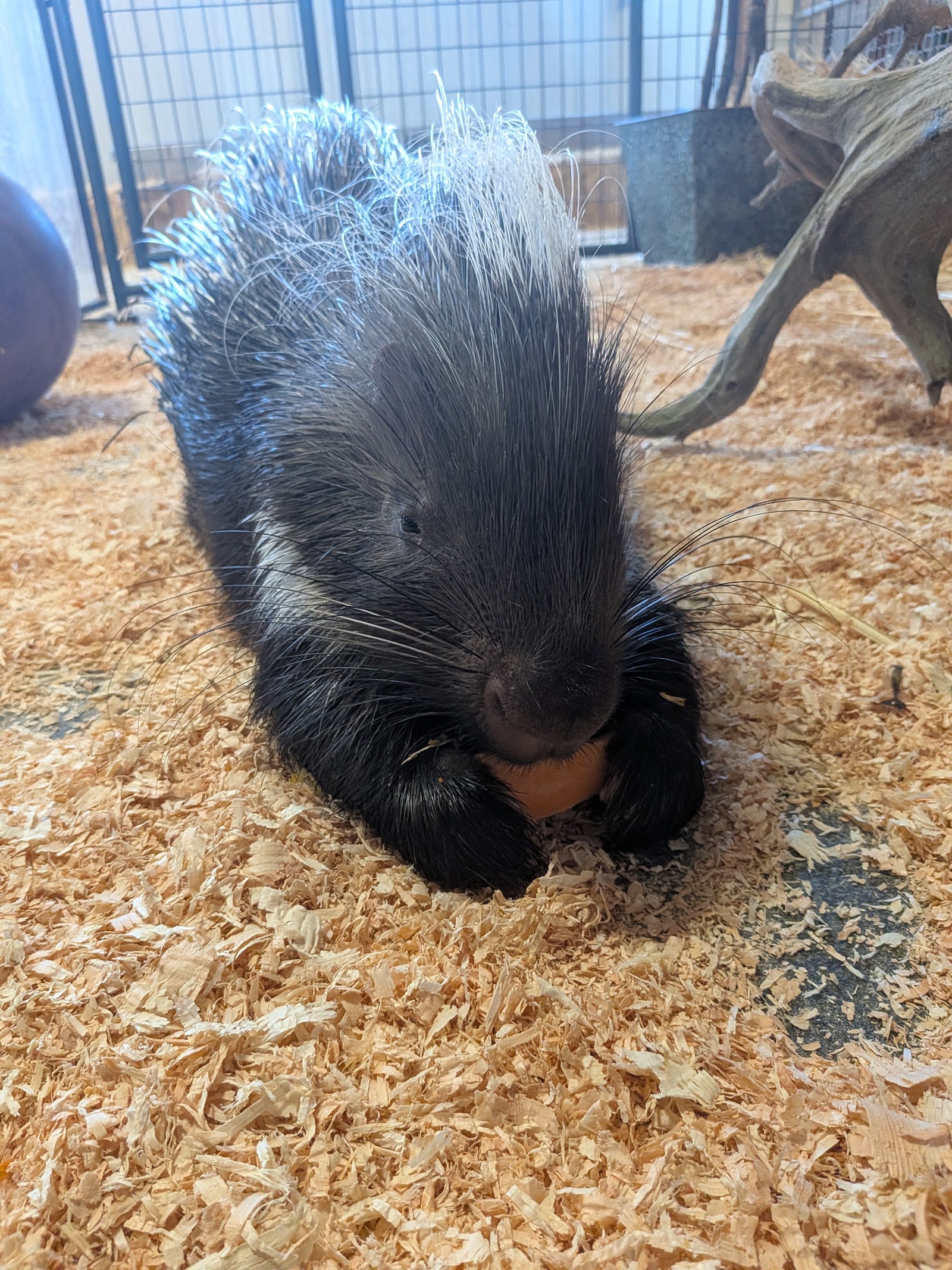 Photo of Wild Haven Animal Experience