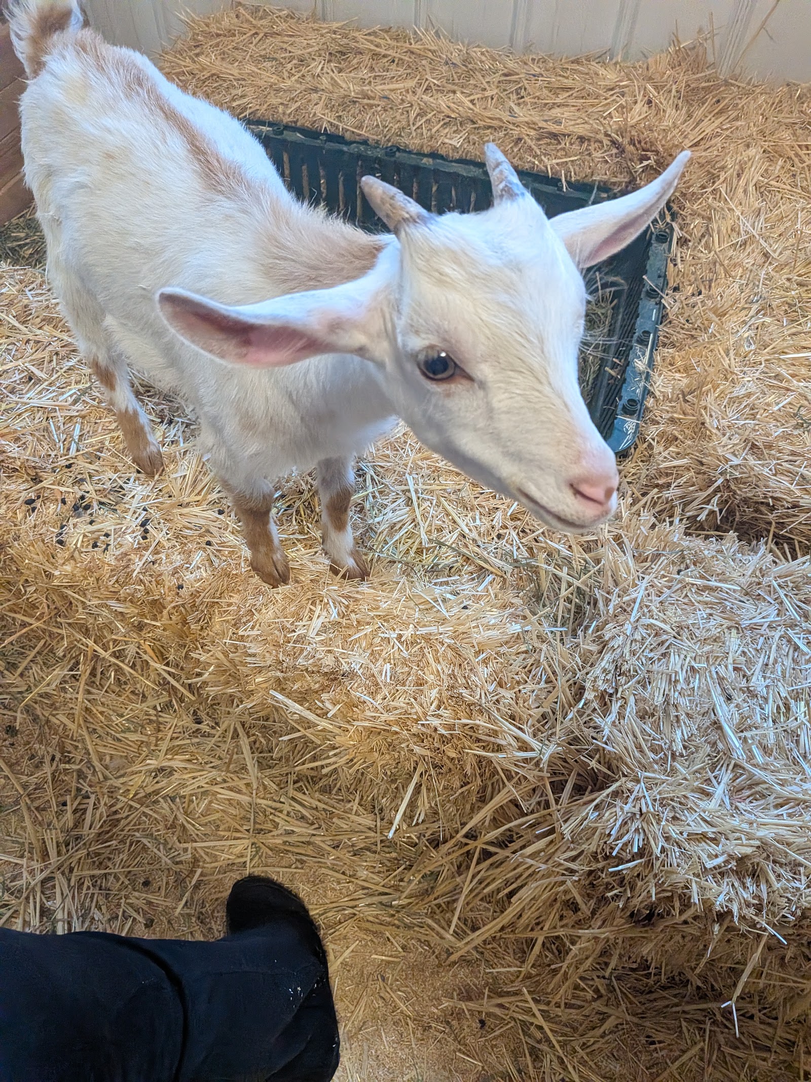 Photo of Wild Haven Animal Experience