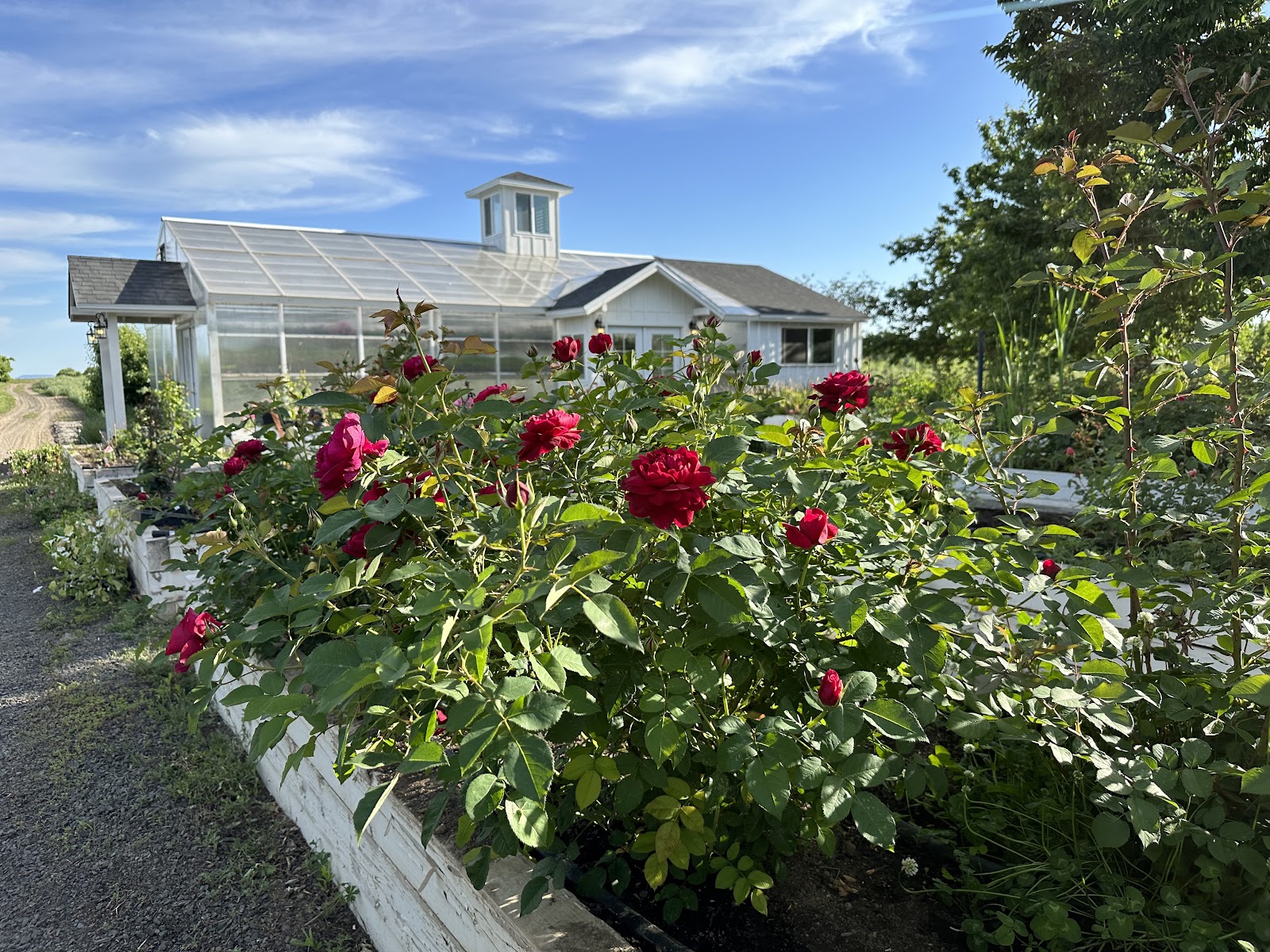 Photo of Sunset Orchard on Green Bluff