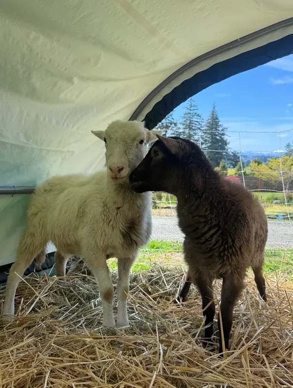 Joyland Farm