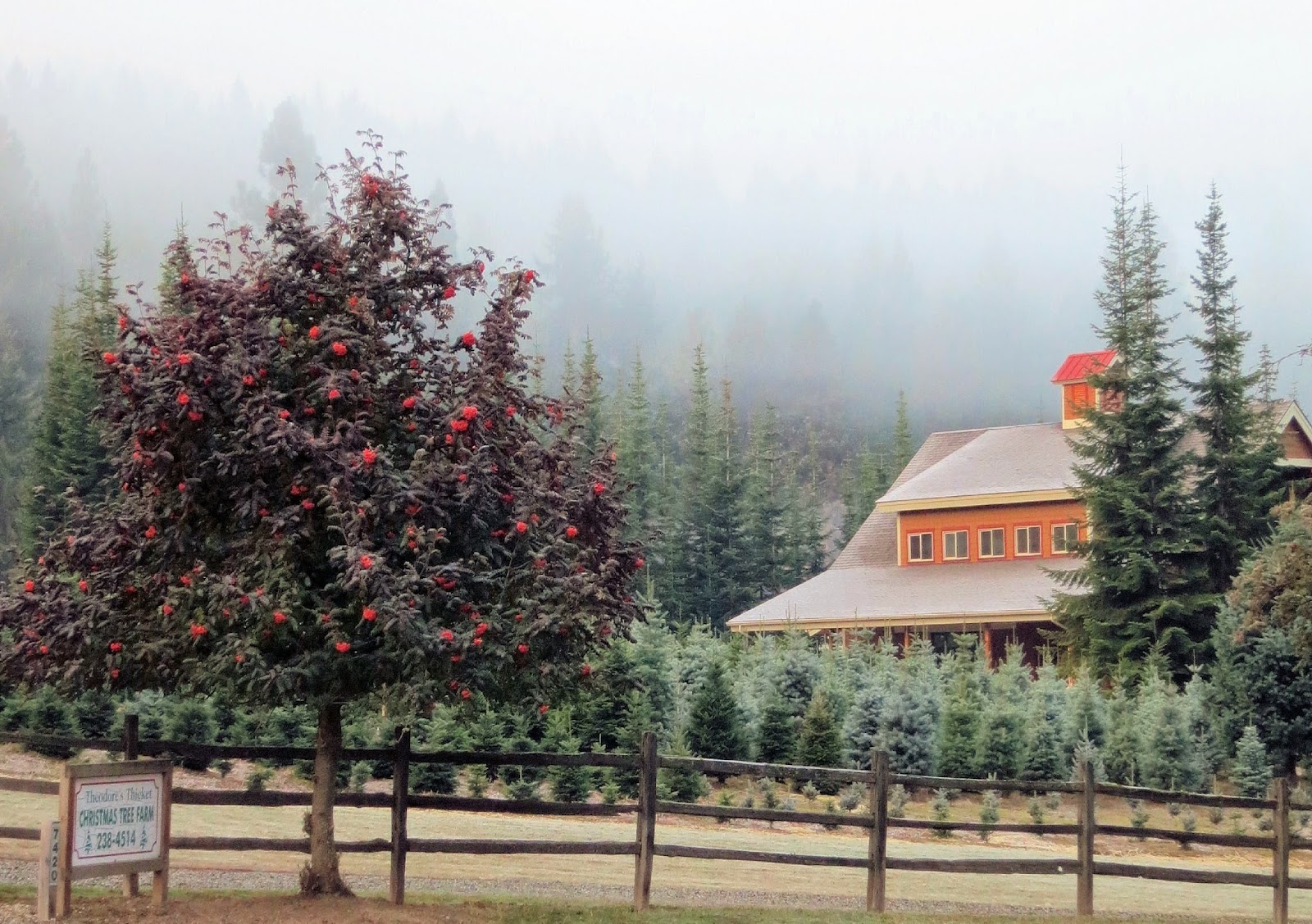 Photo of Theodore's Thicket Christmas Tree Farm