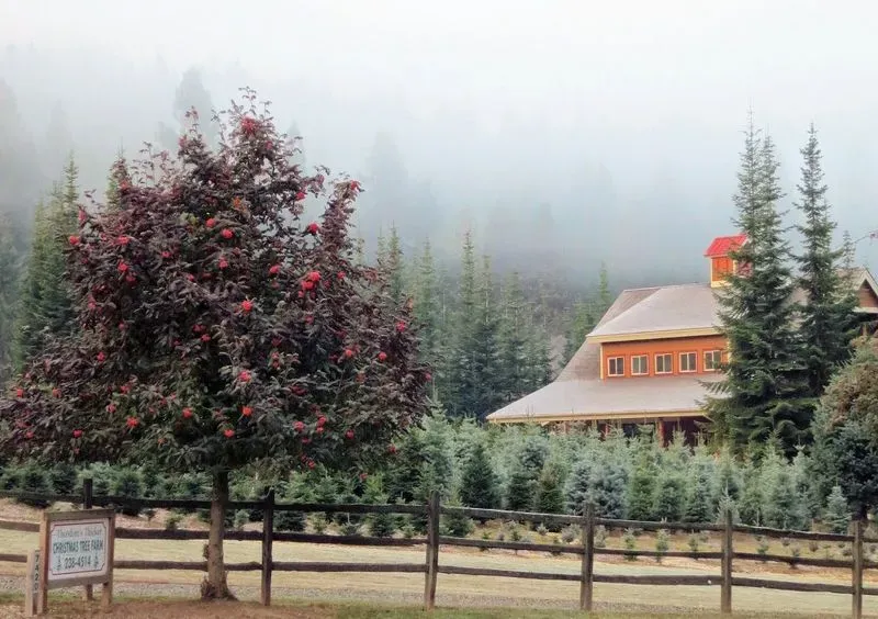 Theodore's Thicket Christmas Tree Farm