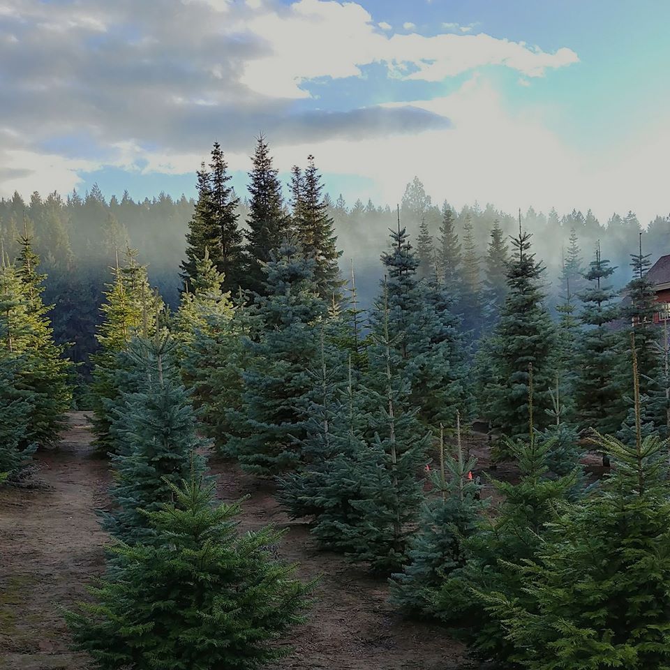 Photo of Theodore's Thicket Christmas Tree Farm