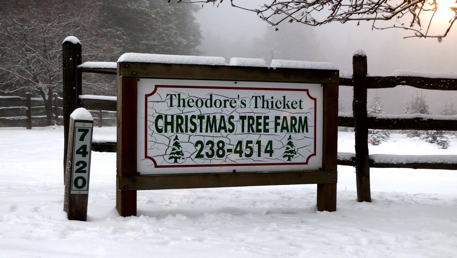 Photo of Theodore's Thicket Christmas Tree Farm