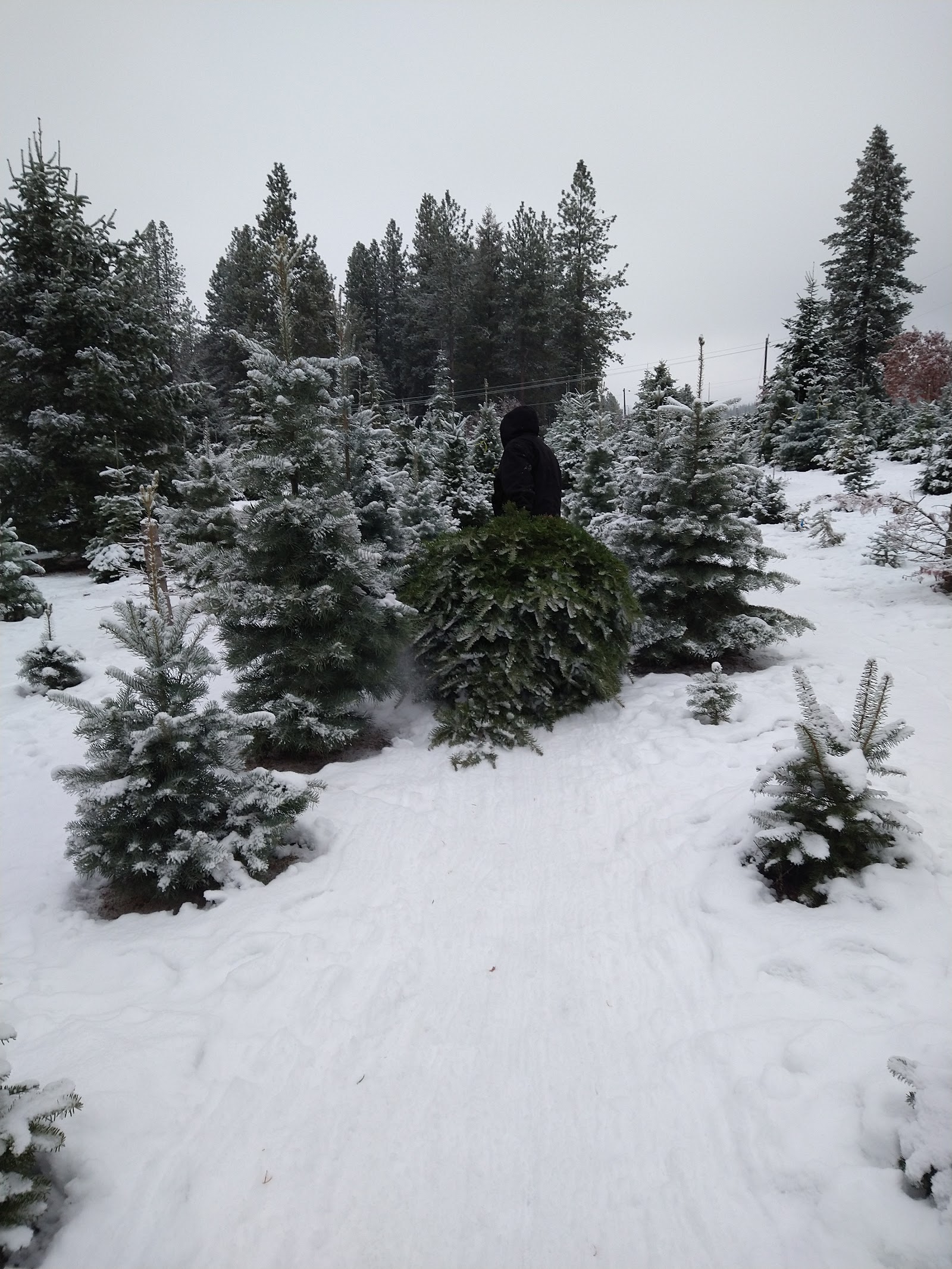 Photo of Theodore's Thicket Christmas Tree Farm