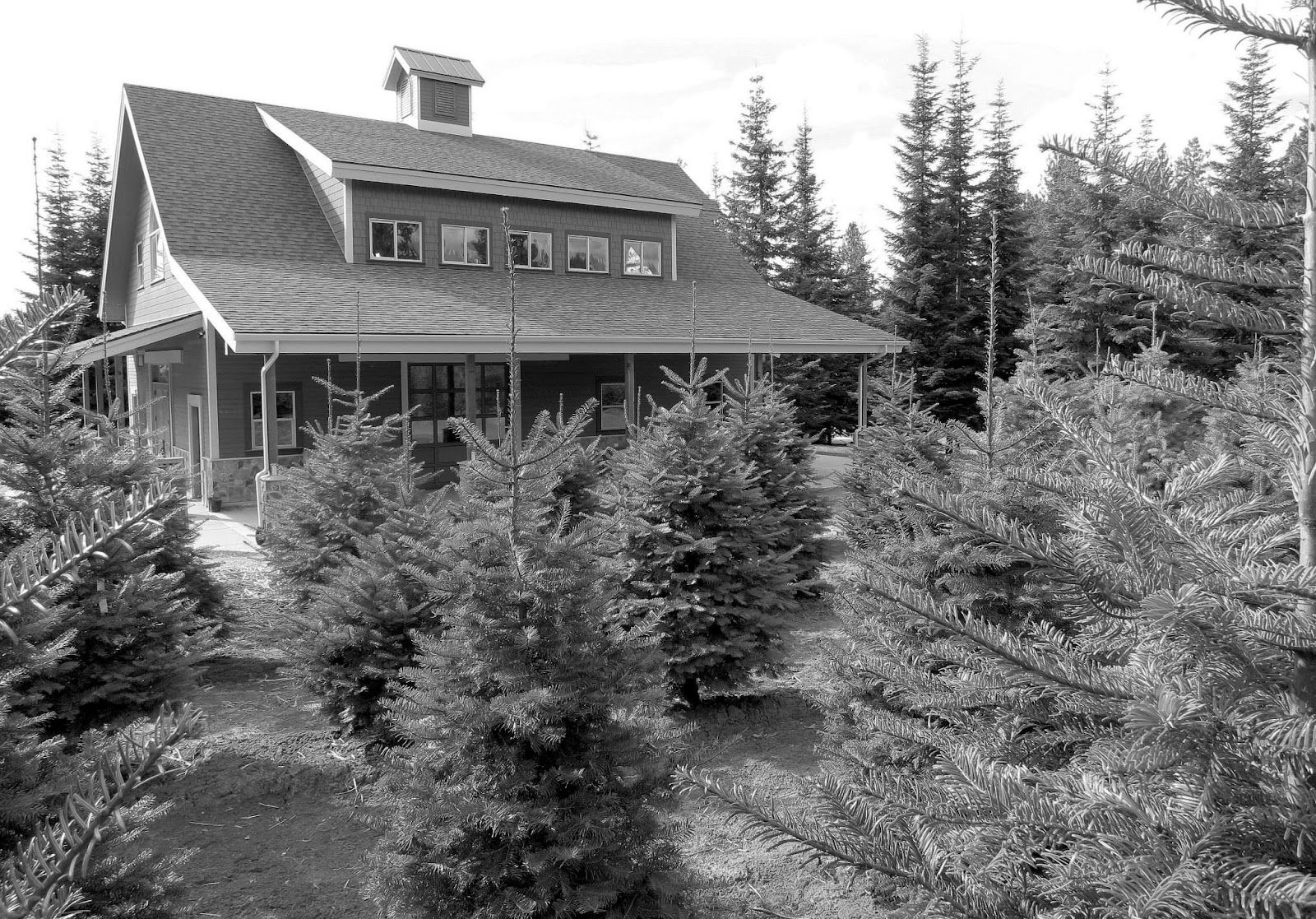 Photo of Theodore's Thicket Christmas Tree Farm