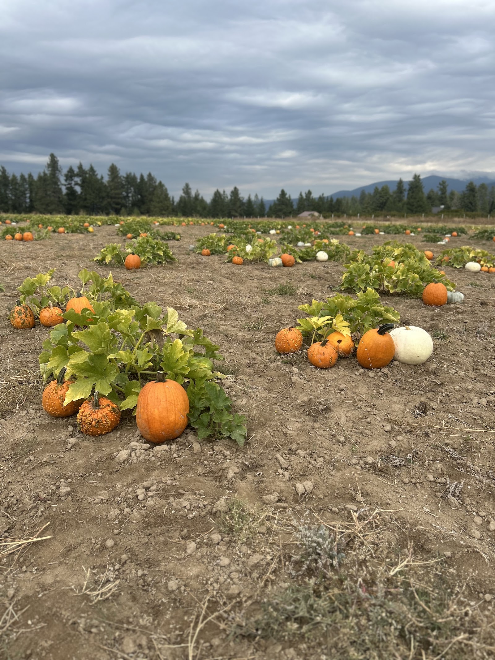 Photo of Bear's Pumpkin Patch