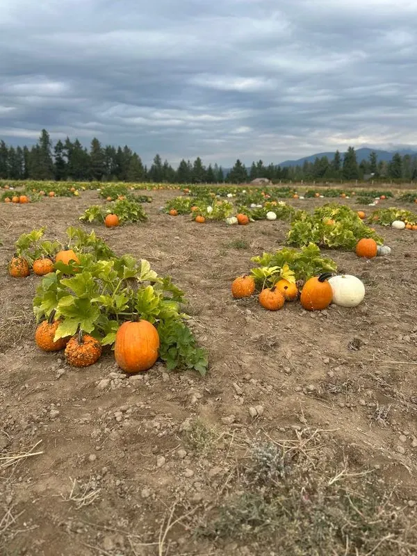 Bear's Pumpkin Patch