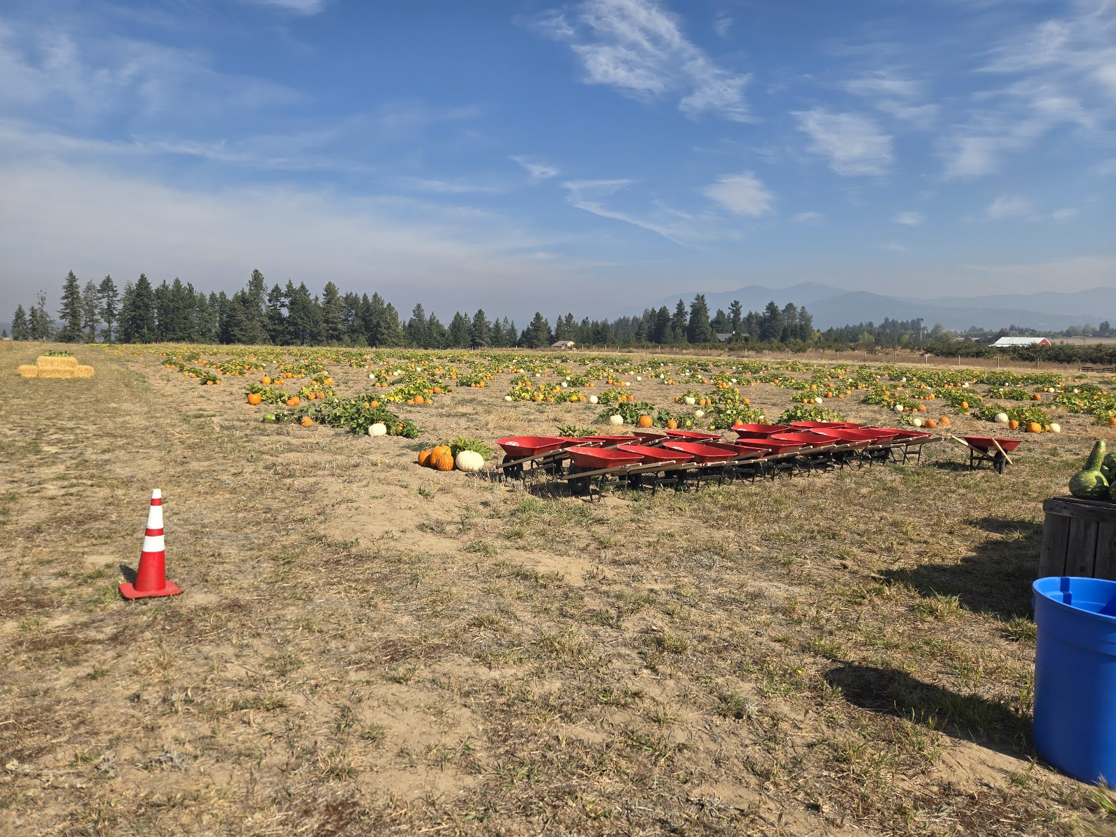 Photo of Bear's Pumpkin Patch