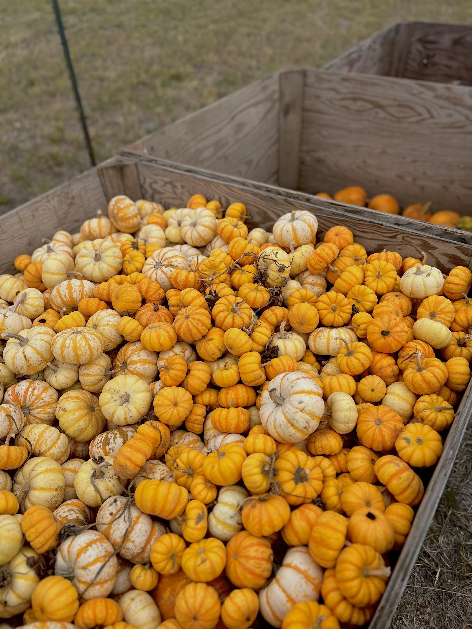 Photo of Bear's Pumpkin Patch