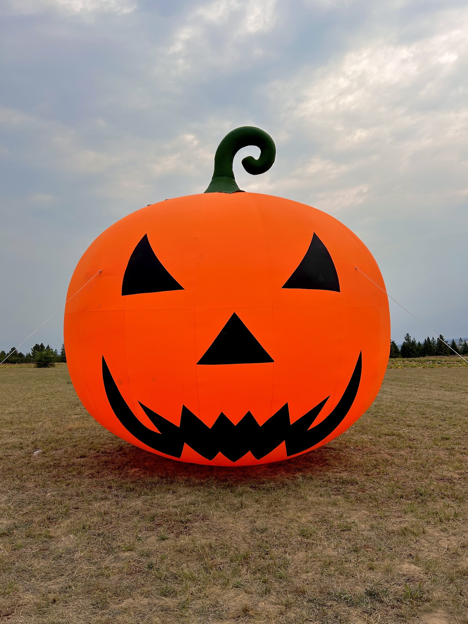 Photo of Bear's Pumpkin Patch