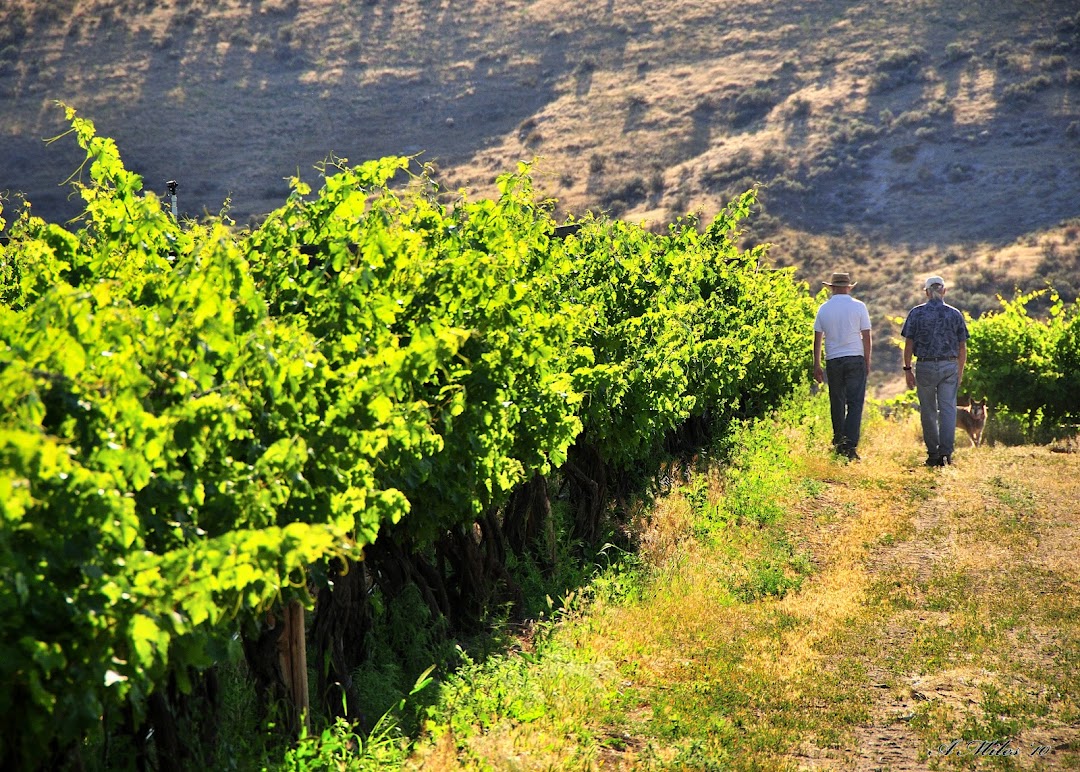Photo of Pomum Cellars