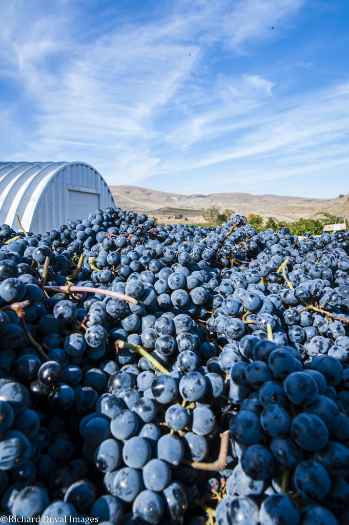 Photo of Pomum Cellars