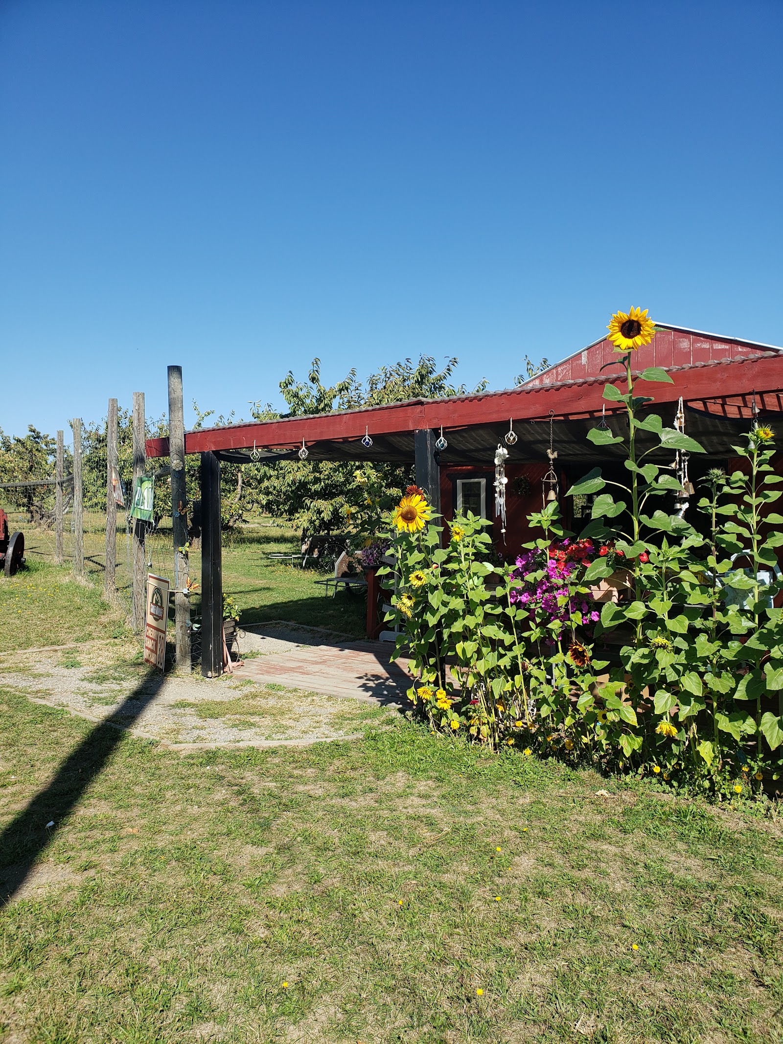 Photo of Cherry Shack Orchard