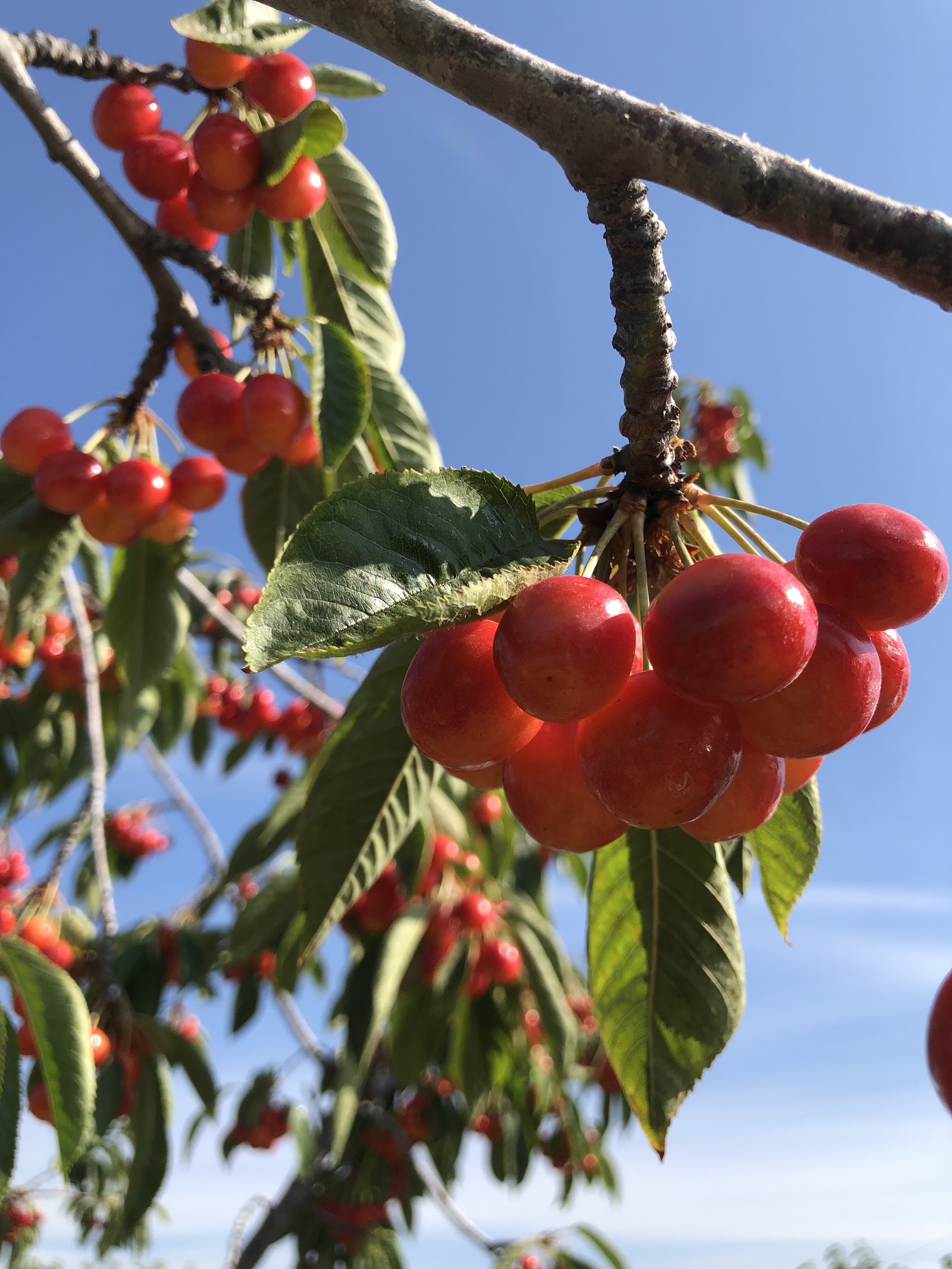 Photo of Cherry Shack Orchard