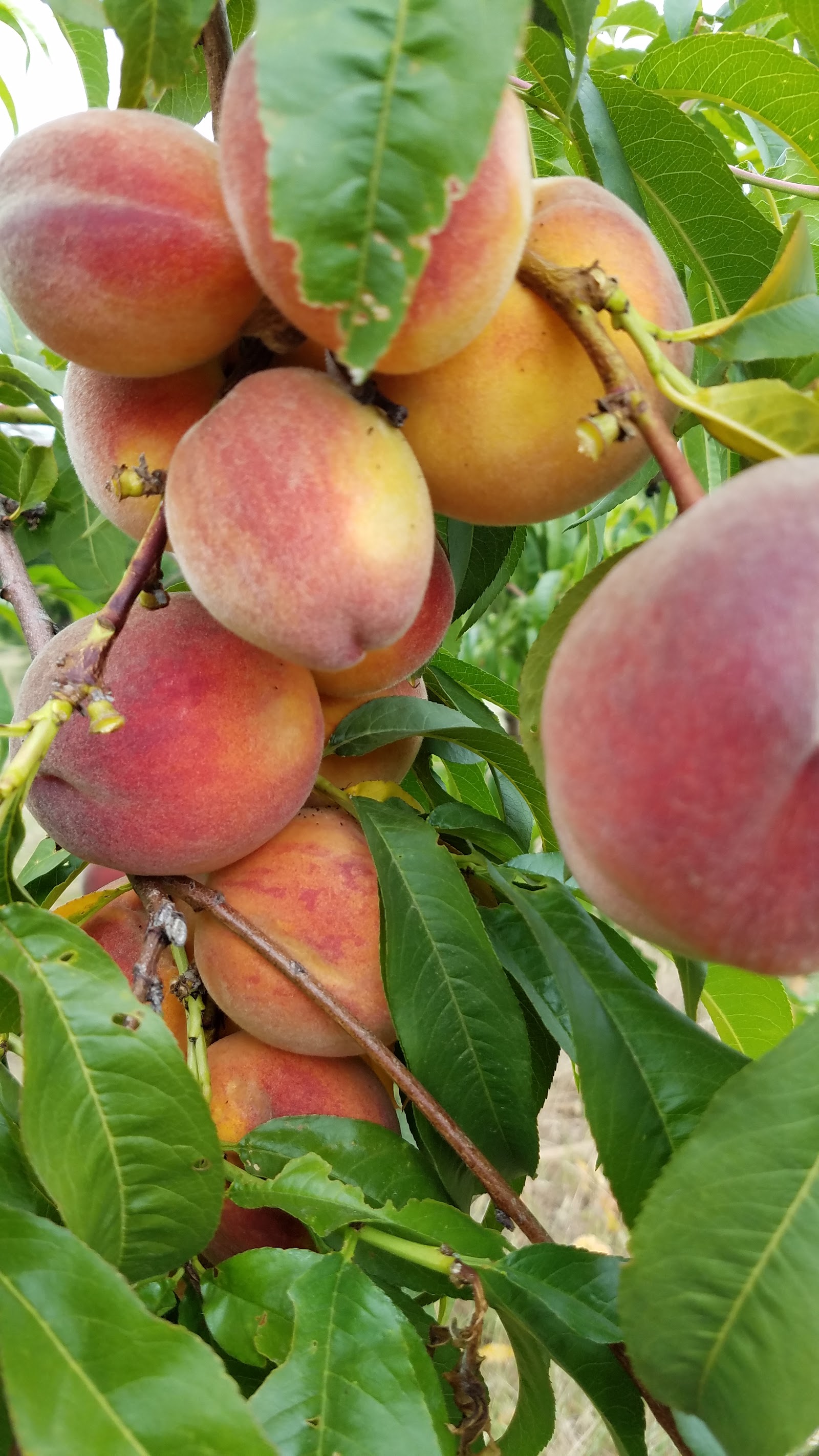 Photo of Priddy Good Fruit