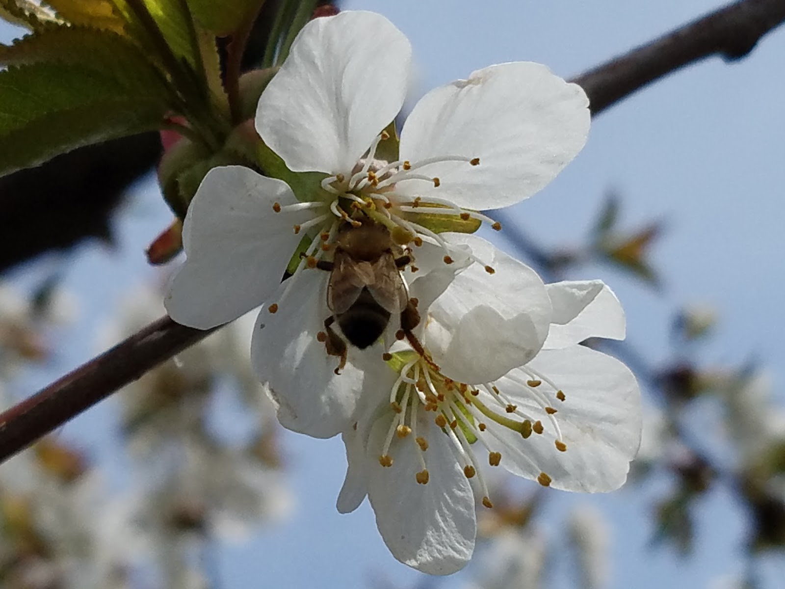 Photo of Priddy Good Fruit