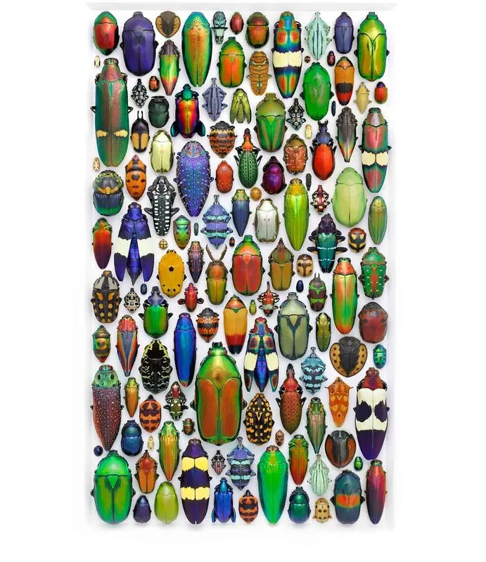 Exquisite Creatures Exhibit