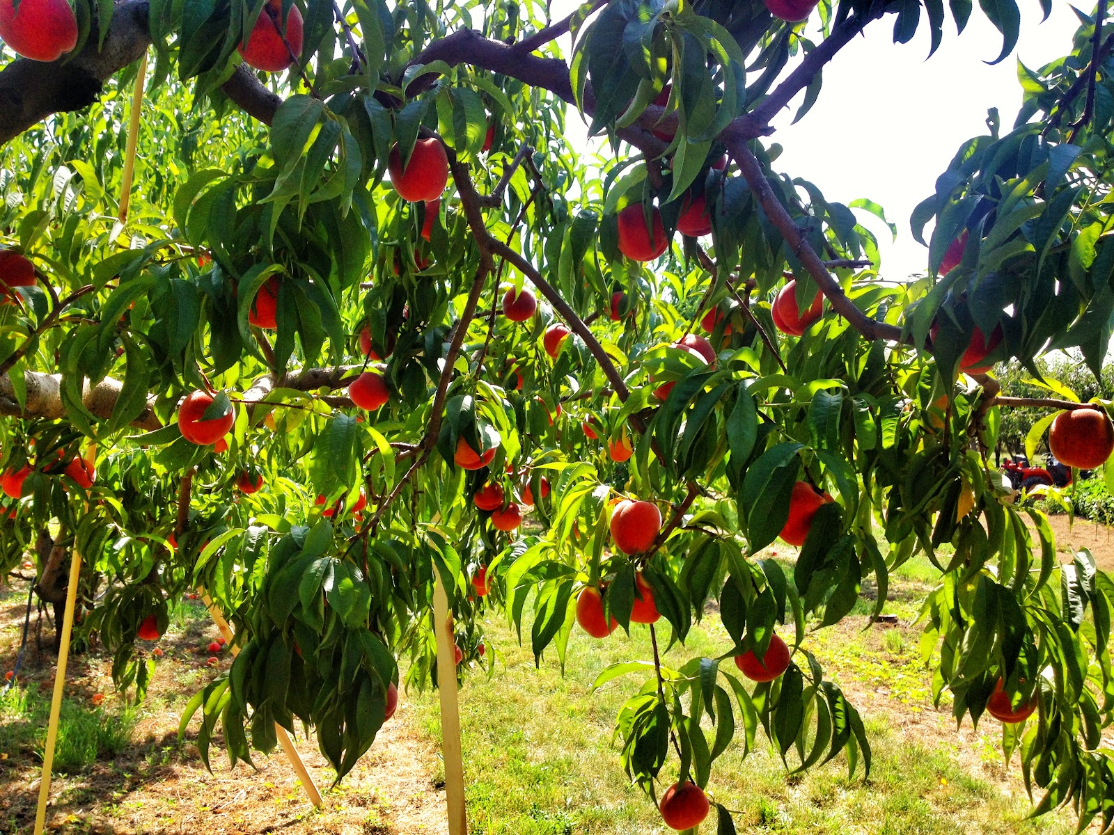 Photo of Hidden Acres Orchards