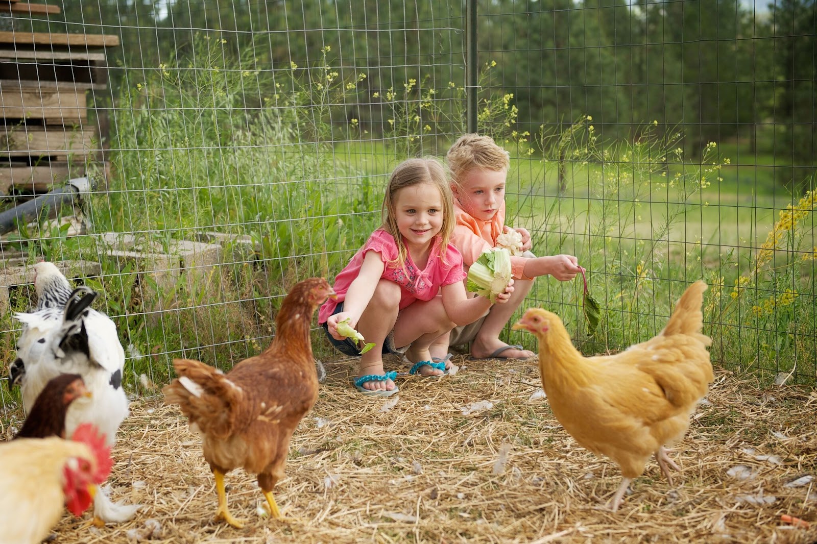 Photo of Sunshine Farm