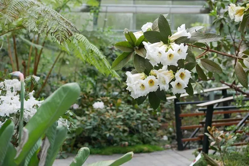 Rhododendron Species Botanical Garden
