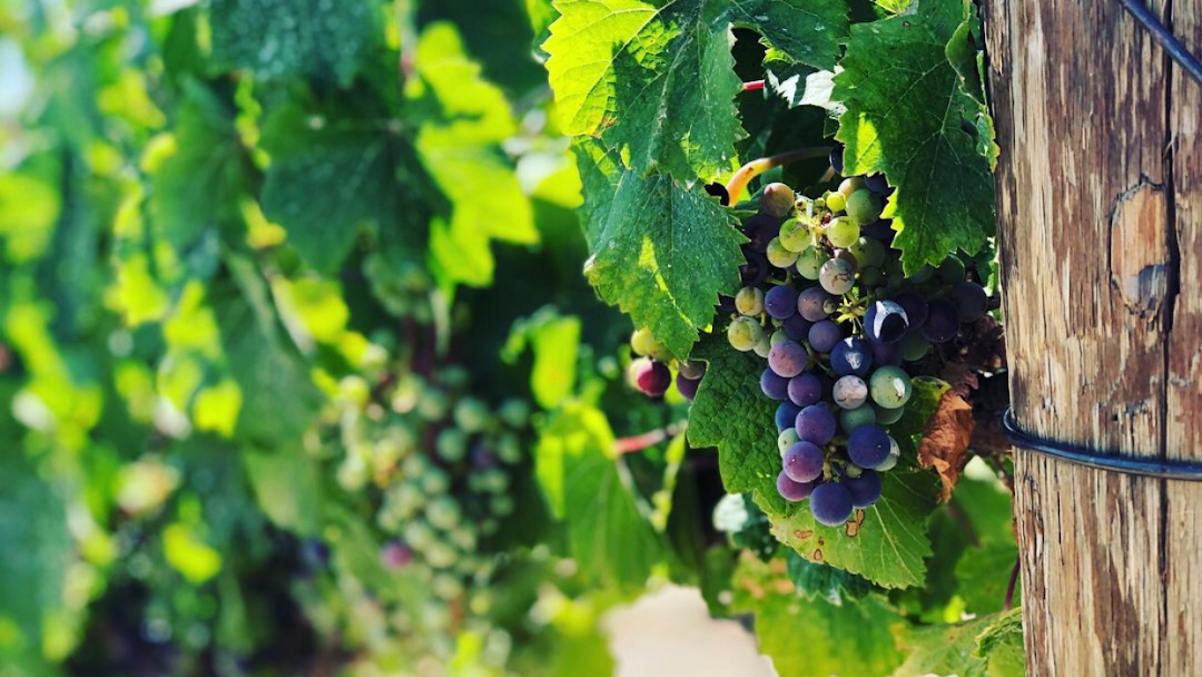 Photo of State 42 Wines