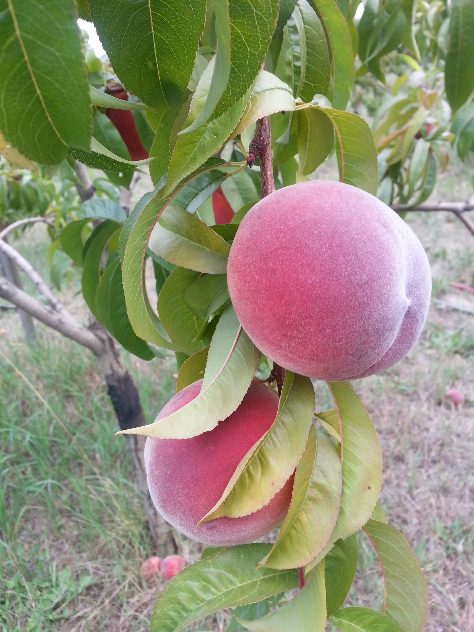 Photo of Cole's Orchard, LLC, Organic