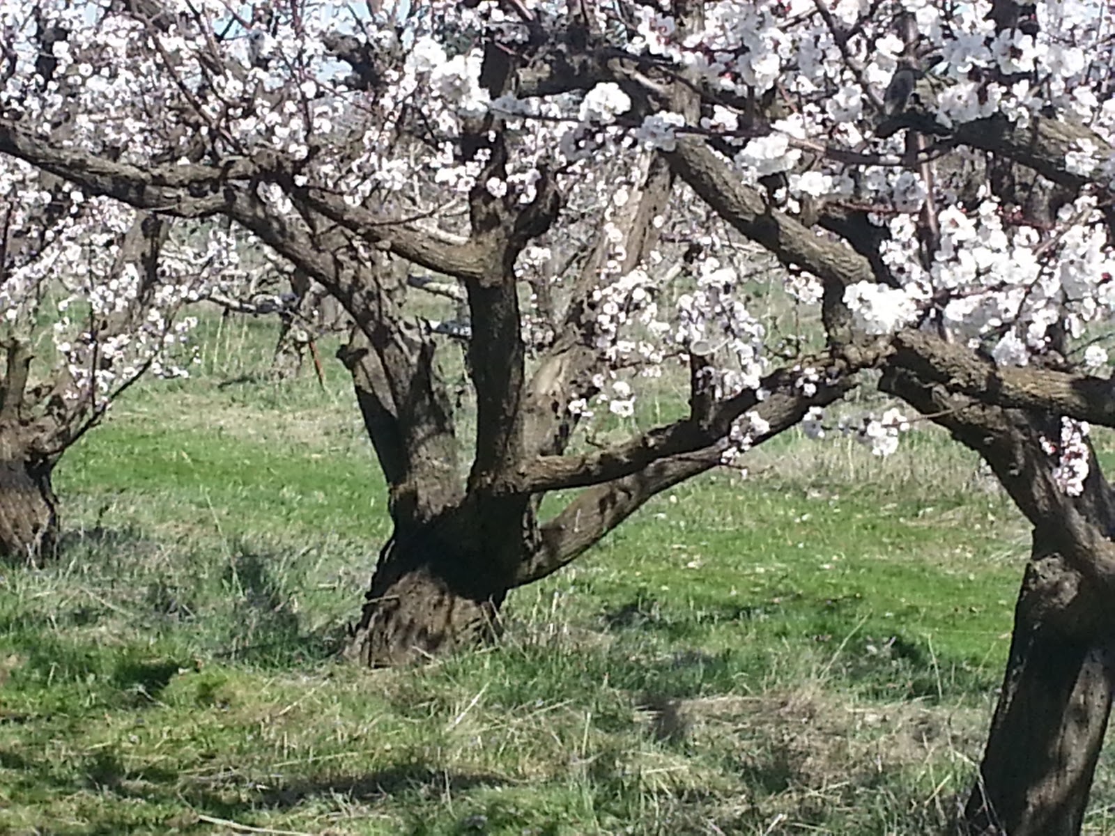 Photo of Cole's Orchard, LLC, Organic