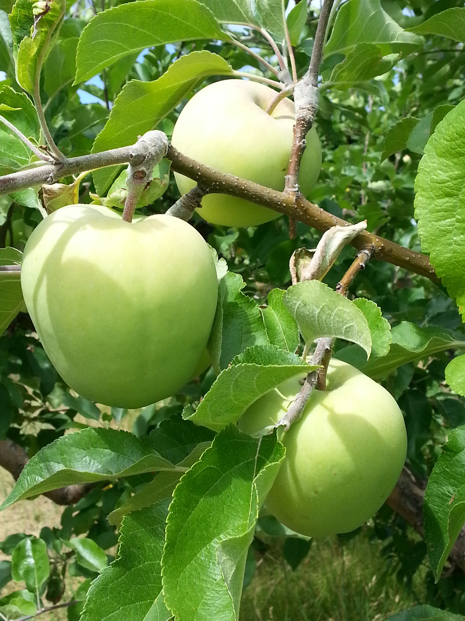 Photo of Cole's Orchard, LLC, Organic