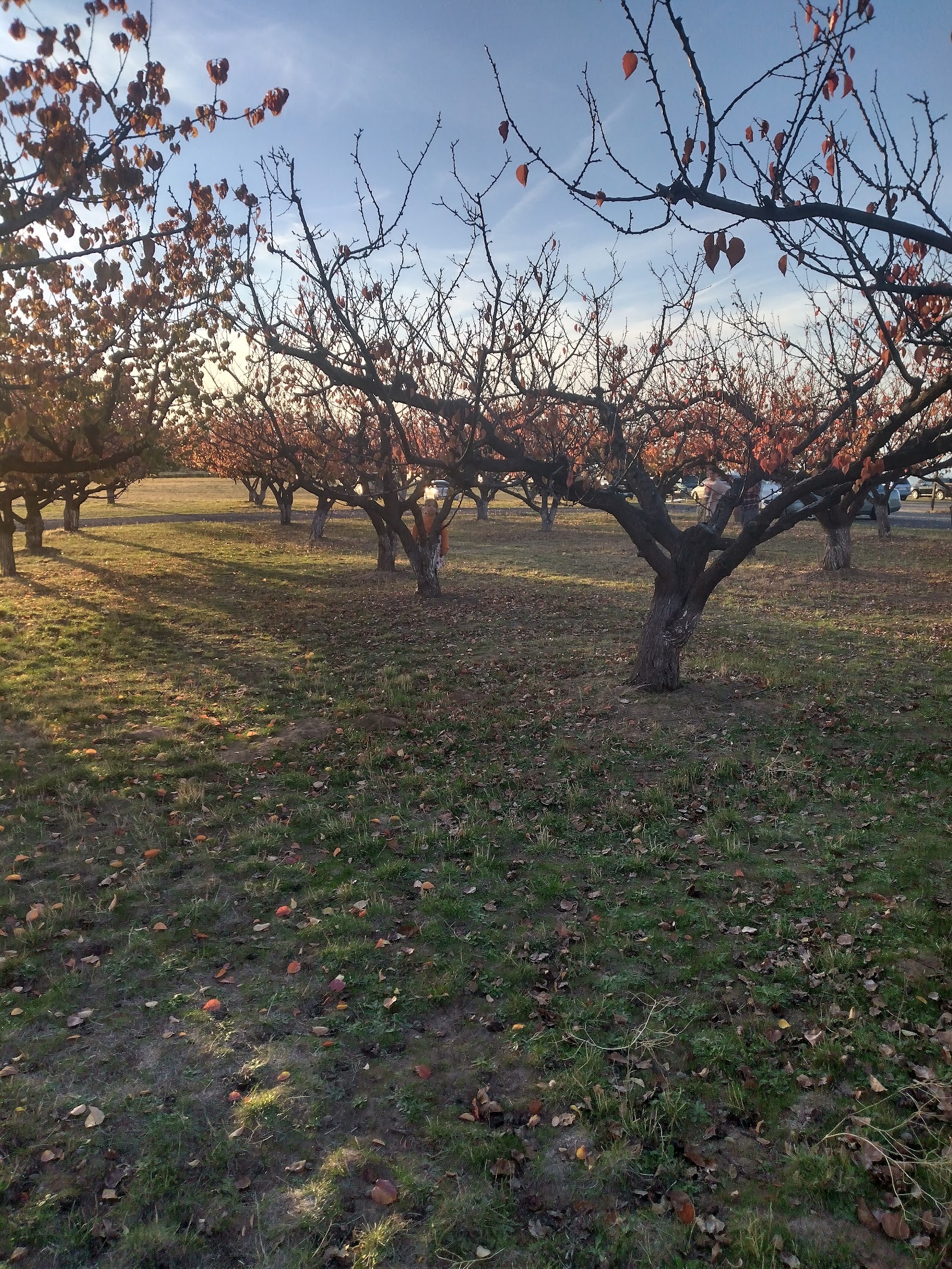 Photo of High Country Orchard - A Greenbluff Farm and Wedding Venue