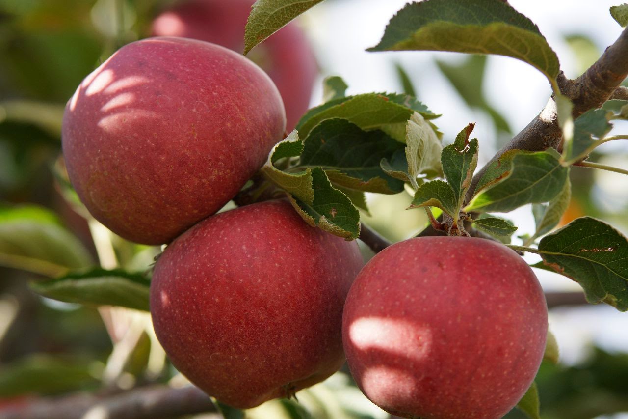 Photo of High Country Orchard - A Greenbluff Farm and Wedding Venue