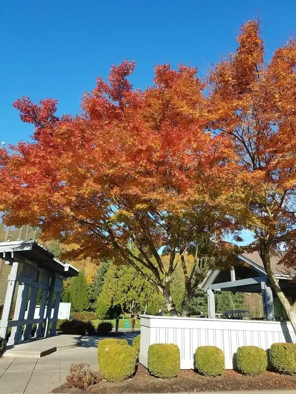 Maplewood Greens
